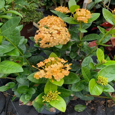 COCCINEA IXORA Dried AYURVEDIC Flower TEA Geranium RATHMAL Herbal CEYLON  ORGANIC | eBay