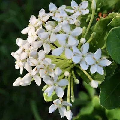 Ixora Facts and Growing Tips - Dengarden