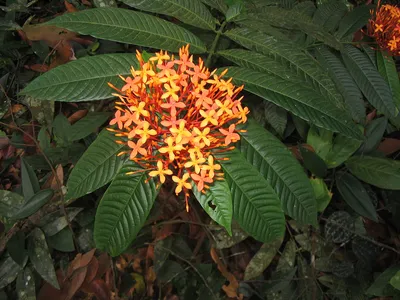 Why Won't My Ixora Plants Bloom - Tips For Encouraging Ixora Flowers |  Gardening Know How