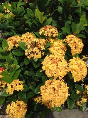 Ixora Maui Yellow Plant | Tropical Plants of Florida