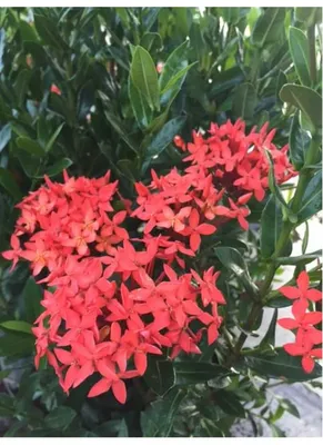 A garden filled with red flowers that blooming in spring. King Ixora or as  known as Ixora chinensis, Rubiaceae flower, Ixora flower, or Ixora  coccinea. 19571812 Stock Photo at Vecteezy