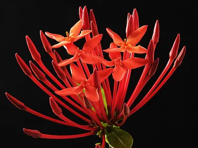 Ixora Maui Braid