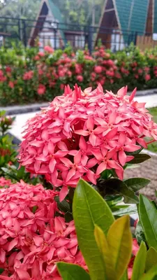 Ixora Jungle Flame Blooms Bonsai Tree Spring Morning Really Attractive  Stock Photo by ©huythoai1978@gmail.com 665929002
