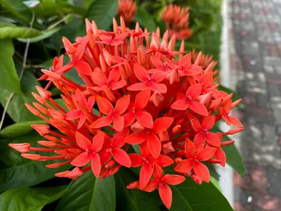 Jungle Flame – Costa Farms