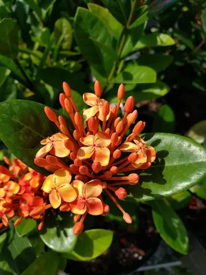 Dwarf Ixora Red – Jungle Plants