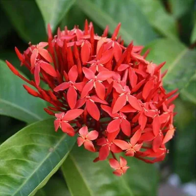 Flame of the woods (Ixora coccinea) Flower, Leaf, Care, Uses - PictureThis