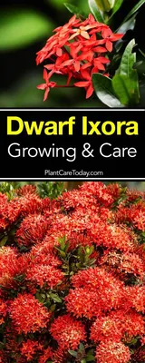 Ixora Plant - Learn All About It - theplantingpost.com