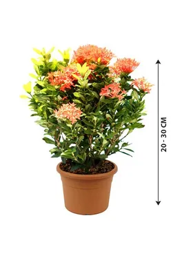 West Indian Jasmine: How to Plant, Grow, and Care For Ixora