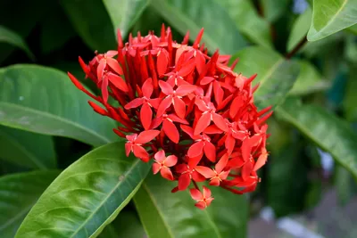 Tropical Plants of Florida 22\" to 28\" Taiwanese Red Dwarf Ixora Plant; Full  Sunlight, Red Flowers, Growers Pot - Walmart.com