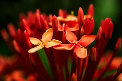 Singapuri Ixora Red Plant - Santhi Online Plants Nursery