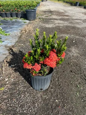 Chinese Ixora All Time Flowering Live Plant