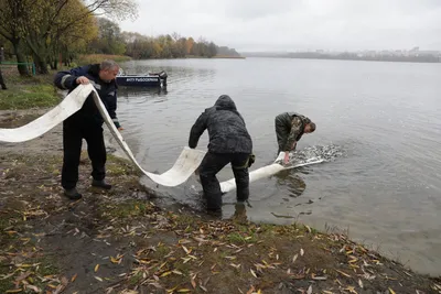 грязная африканская река. грязный водоем или озеро. пугающая неизвестность  Стоковое Фото - изображение насчитывающей свеже, кровожадное: 220953954