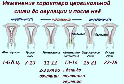 Узнаем какие должны быть выделения на ранних сроках беременности?