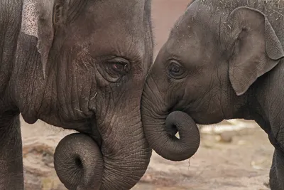 Индийские слоны: от величественности до угрозы» — создано в Шедевруме