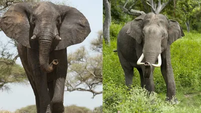 Слоны из Индии приехали в отпуск в Сочи - KP.RU