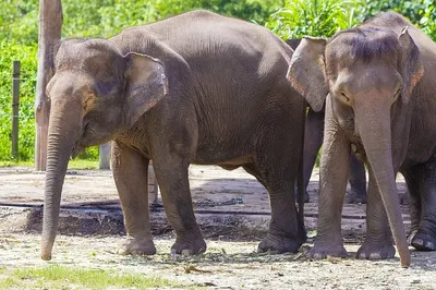 индийские слоны на поливе стоковое изображение. изображение насчитывающей  молодо - 228253291
