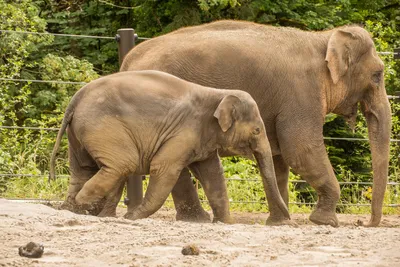 индийские слоны животных мать на открытом воздухе Фото Фон И картинка для  бесплатной загрузки - Pngtree