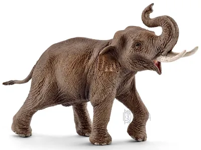 Чем отличаются индийский и африканский слон? Описание, фото и видео -  Научно-популярный журнал: «Как и Почему»