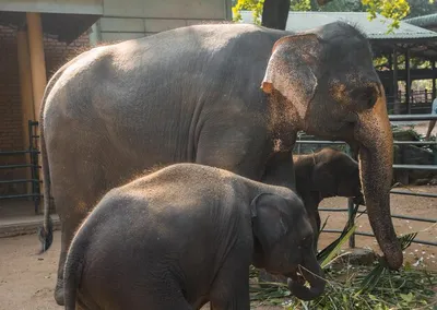 Индийские слоны отлично отдохнули в Сочи | Sobaka.ru