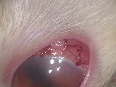 Офтальмологические проявления вирусной лейкемии кошек /Ocular  manifestations of feline leukemia virus infection