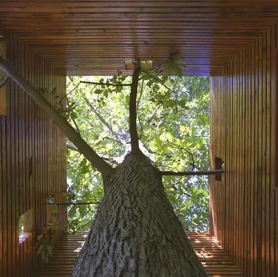 Архитектура: Как ужиться с растущим в доме деревом | Houzz Россия