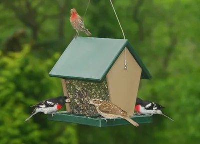 Кормушки своими руками для птиц: интересные идеи и советы для их воплощения  | Bird feeders, Hanging bird feeders, Bird feeder baffle