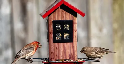 Как сделать кормушку для птиц своими руками: 10 простых и интересных идей с  пошаговой инструкцией