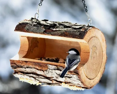 Открытые-НКО - Хранители птиц: жители регионов делают эко-кормушки и учатся  заботиться о пернатых зимой