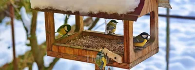 Птицы - пернатые помощники в саду — интересные статьи TM.by