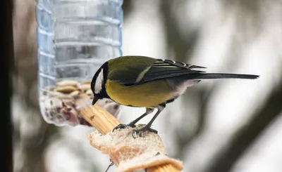 How to make a bird feeder. DIY ideas. - YouTube