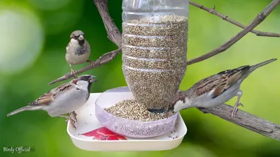Птицы - пернатые помощники в саду — интересные статьи TM.by