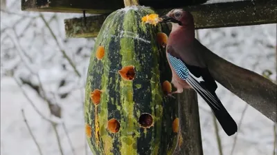 Зимняя столовая: форумчане делают кормушки для птиц - Статья - Журнал -  FORUMHOUSE