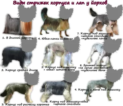 Стрижка Йорка - Стрижка собак и кошек в Армавире