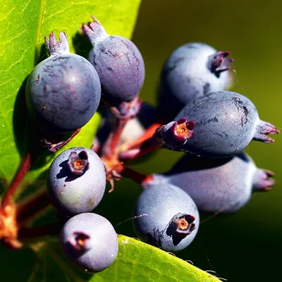 Amelanchier canadensis, Ирга канадская