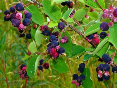 Ирга канадская (куст), Amelanchier canadensis Крупномеры Купить растения в  Ростове-на-Дону, Интернет-магазин, питомник растений, хвойные и лиственные,  уличные, плодовые и декоративные деревья и кустарники, растения, цветы,  саженцы винограда, газоны ...