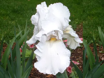 Iris sibirica «White Swirl» Ирис сибирский белый — Купити квіти в Україні