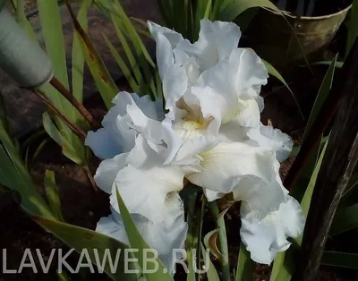 Ирис германский - белый - Iris germanica – Garden Seeds Market | Бесплатная  доставка