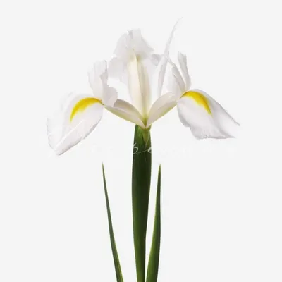 Ирис бородатый белый с голубыми бутонами (Iris germanica)