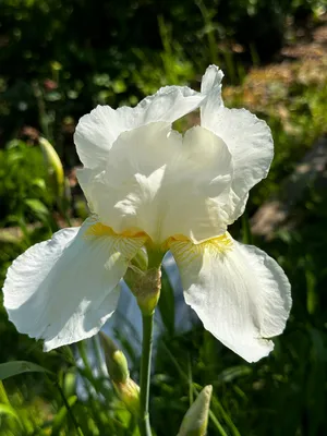 Ирис сибирский белый (Iris sibirica)