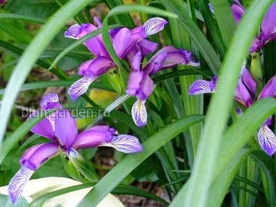 Ирис злаковидный (Iris graminea) купить в blumgarden.ru