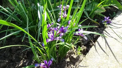 Ирис злаковидный (Iris graminea) - саженцы