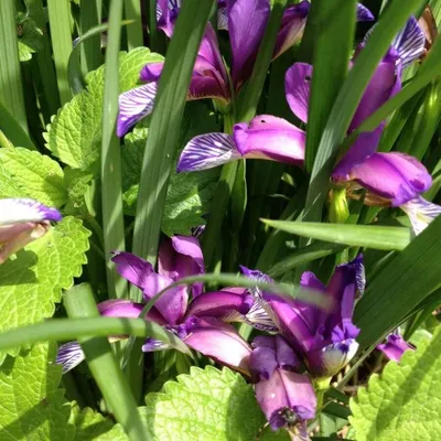 Ирис Злаковидный (Iris Graminea), Группа Ирисов Спуриа, Корневище — Купить  на BIGL.UA ᐉ Удобная Доставка (1190022317)