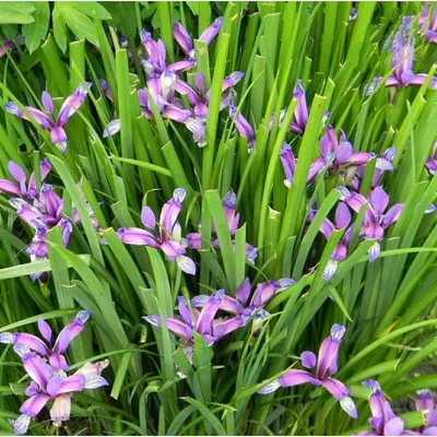 Ирис злаковидный (Iris graminea) купить в Москве по низкой цене из  питомника, доставка почтой по всей России | Интернет-магазин Подворье