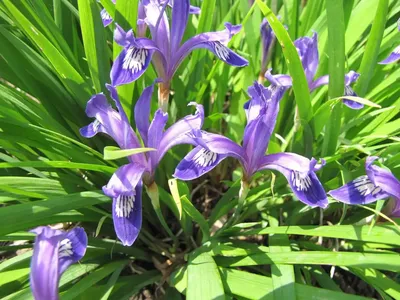 Ирис злаковидный Iris graminea — Artgeo