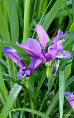 Сад Флоранс - Ирисы - (Iris)