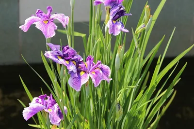 Iris graminea - Изображение особи - Плантариум