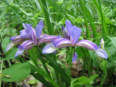 ᐅ Ирис злаковидный (Iris graminea) купить по цене производителя ✓доставкой  почтой в магазине ❀Пролисок❀ Украина - Интернет-магазин «Пролисок» -  садовые растения почтой