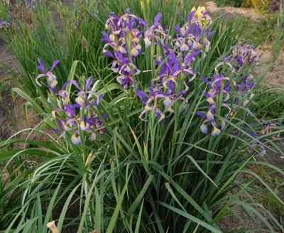 Iris graminea