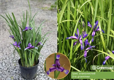 Ирис злаковидный (Iris graminea) С 1,5 купить в интернет-магазине ЦВІТСАД с  доставкой по Украине