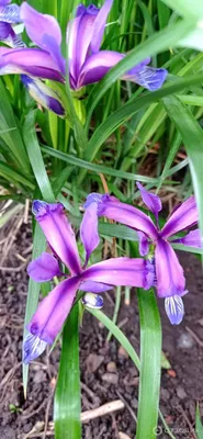 Ирис злаковидный – Iris graminea L. — Мегаэнциклопедия Кирилла и Мефодия —  медиаобъект